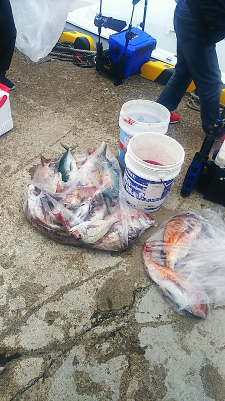 ブルドック 釣果