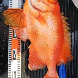 第二龍勢丸 釣果