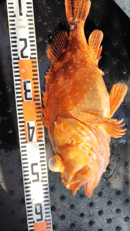 第二龍勢丸 釣果