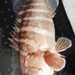 第二龍勢丸 釣果