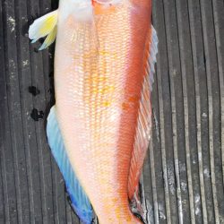 第二龍勢丸 釣果