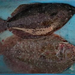 Big One　ビッグワン 釣果