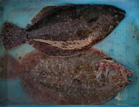 Big One　ビッグワン 釣果