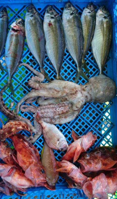 小島丸 釣果