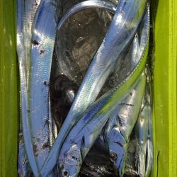 シースナイパー海龍 釣果