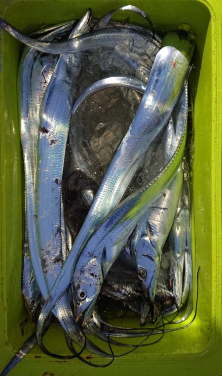 シースナイパー海龍 釣果