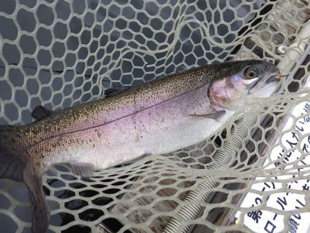 平谷湖フィッシングスポット 釣果