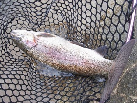 平谷湖フィッシングスポット 釣果