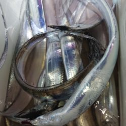 シースナイパー海龍 釣果