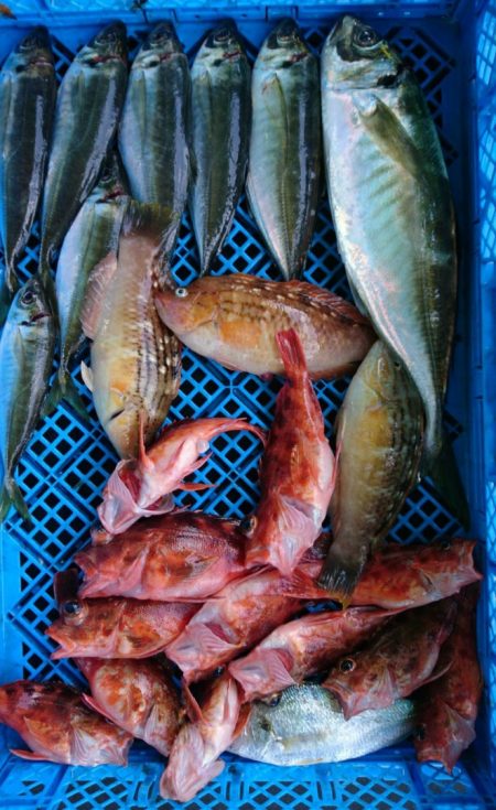 小島丸 釣果