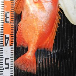 第二龍勢丸 釣果