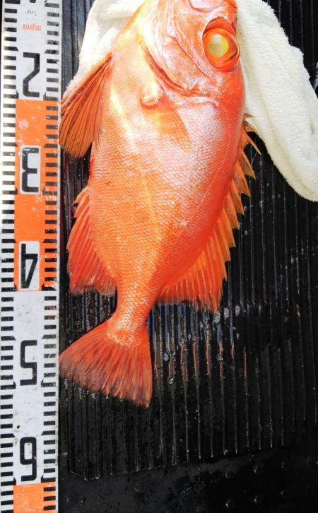 第二龍勢丸 釣果