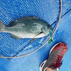 清和丸 釣果