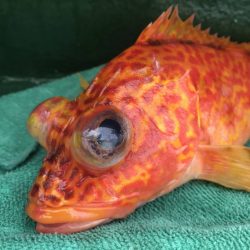 Big One ビッグワン 釣果