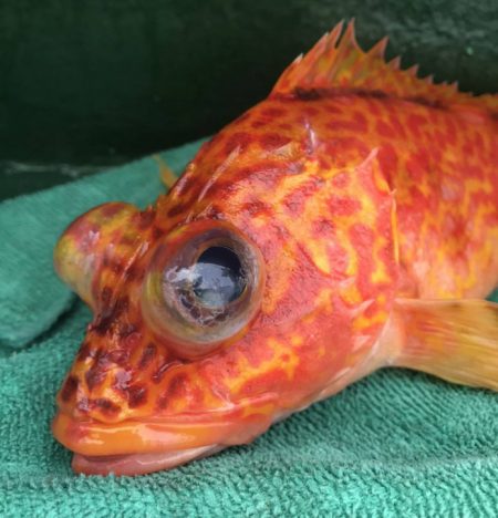 Big One ビッグワン 釣果