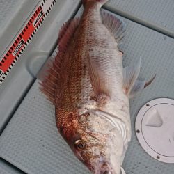 遊漁船 家入 釣果