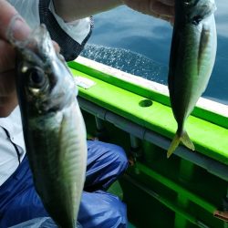 小島丸 釣果