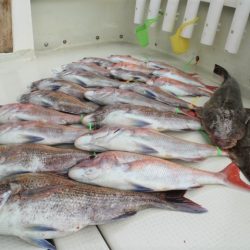 KIM Fishing Guide Service 釣果