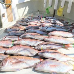 KIM Fishing Guide Service 釣果