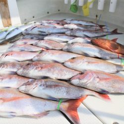 KIM Fishing Guide Service 釣果