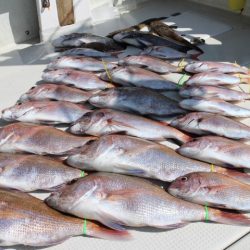 KIM Fishing Guide Service 釣果