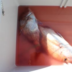 KIM Fishing Guide Service 釣果