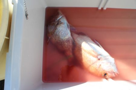 KIM Fishing Guide Service 釣果