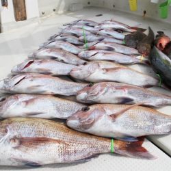 KIM Fishing Guide Service 釣果