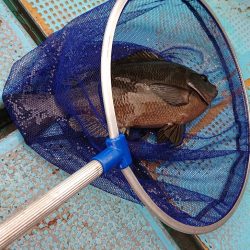 シースナイパー海龍 釣果