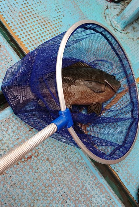 シースナイパー海龍 釣果