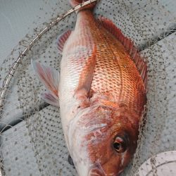 遊漁船 家入 釣果