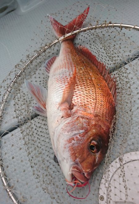 遊漁船 家入 釣果