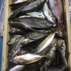 ヤザワ渡船 釣果