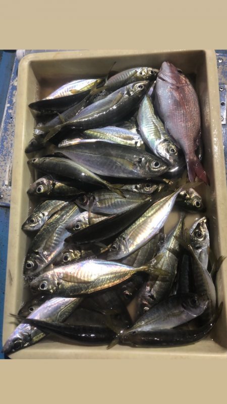 ヤザワ渡船 釣果