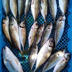 小島丸 釣果