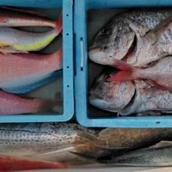 Big One　ビッグワン 釣果