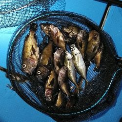 フィッシングガイド りょう 釣果