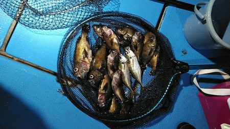 フィッシングガイド りょう 釣果