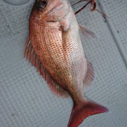 遊漁船 家入 釣果