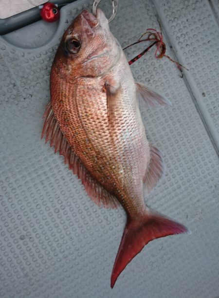 遊漁船 家入 釣果