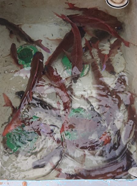 シースナイパー海龍 釣果