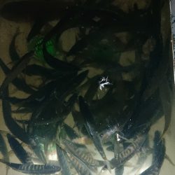 シースナイパー海龍 釣果