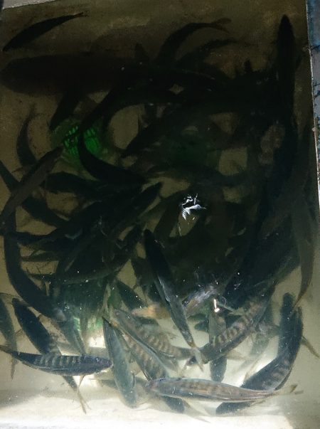 シースナイパー海龍 釣果