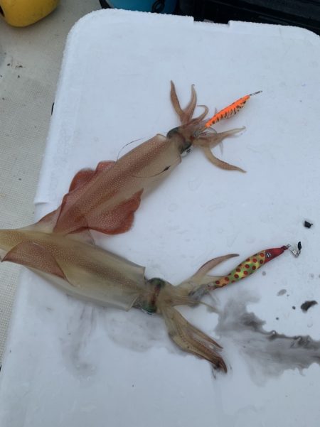 きずなまりん 釣果