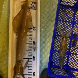 海龍丸（石川） 釣果