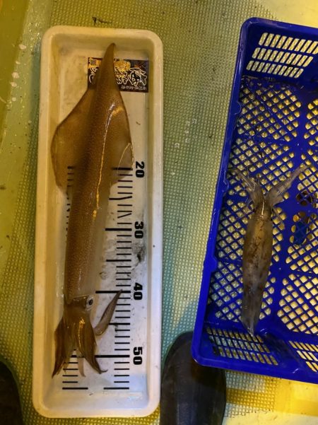 海龍丸（石川） 釣果