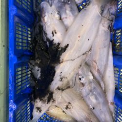 海龍丸（石川） 釣果