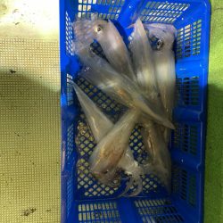 海龍丸（石川） 釣果