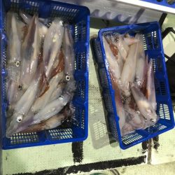 海龍丸（石川） 釣果