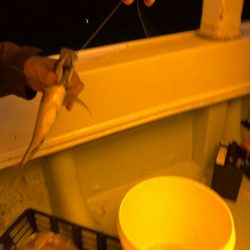 海龍丸(石川) 釣果